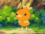May Torchic.png