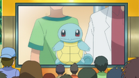 Oak Squirtle.png