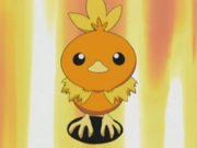 May Torchic-1- (1).png